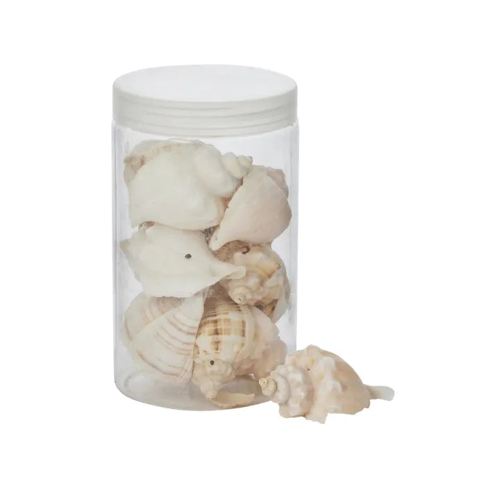 Conch Seashells 350g