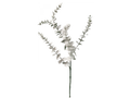 Eucalyptus Spray White