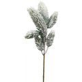 Pine Spray