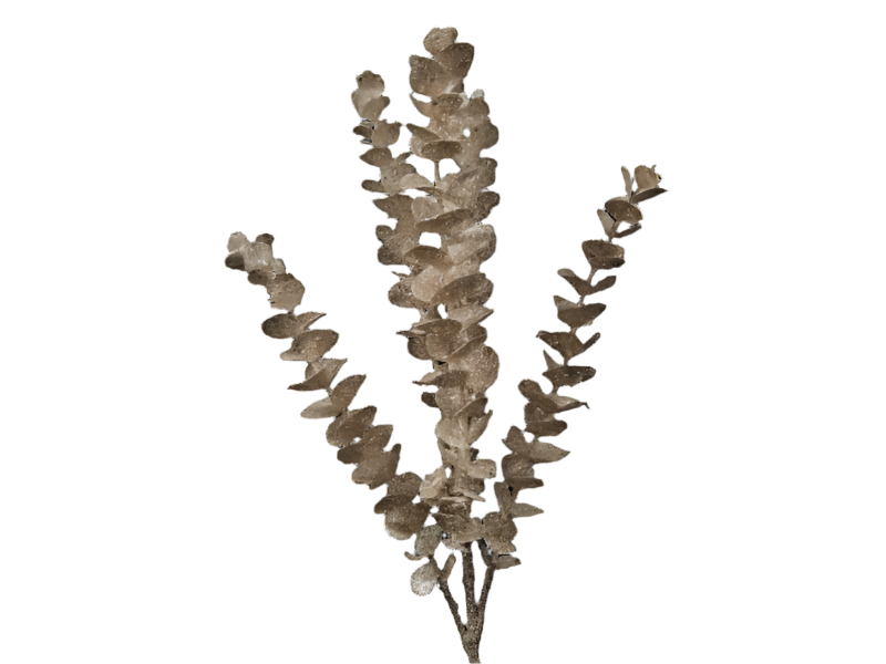 Eucalyptus Spray