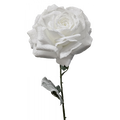 Madonna Rose