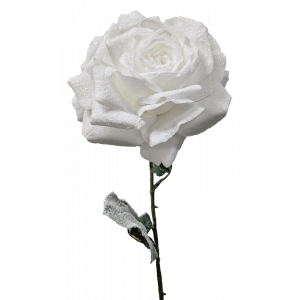 Madonna Rose