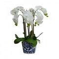 Orchid in Hampton Vase 58cm 6 Stem