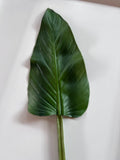 Colocasia Leaf