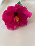 Hibiscus Spray Pink