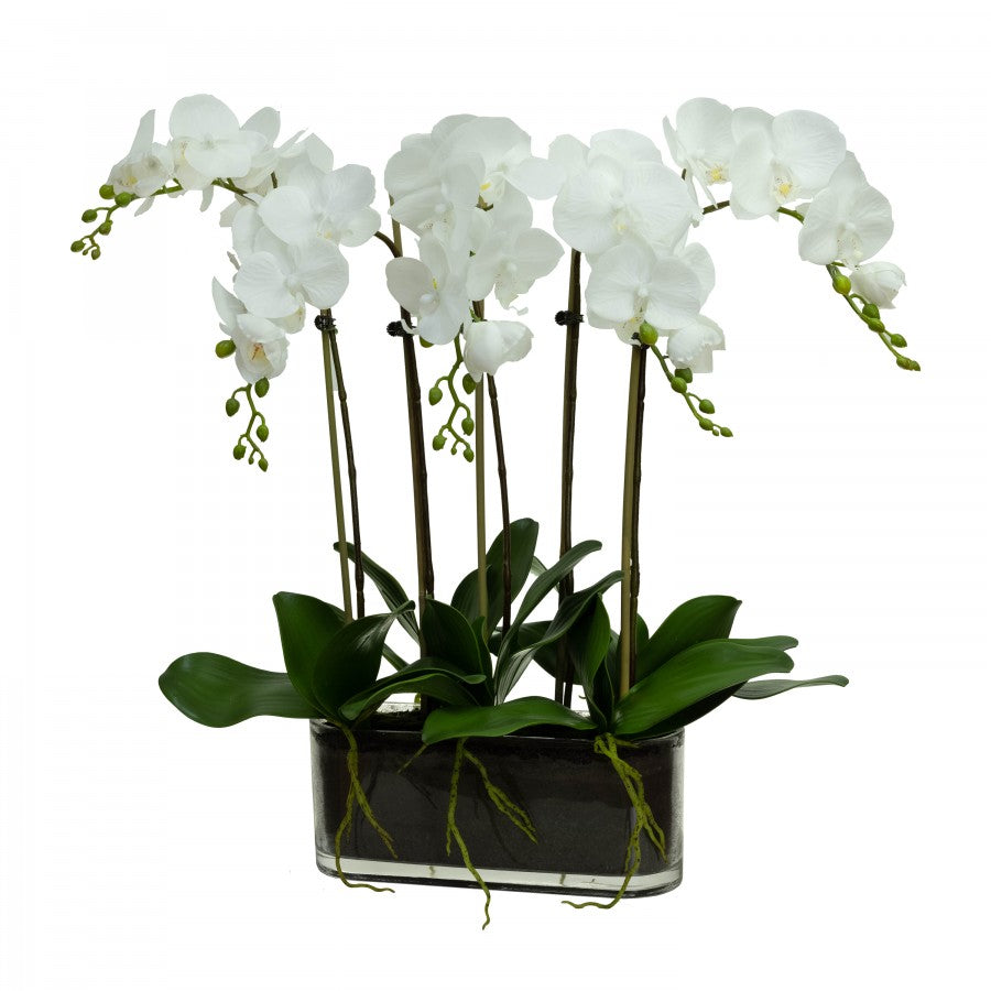 Phal Orchid 60 cm 5 Stems in Glass Vase