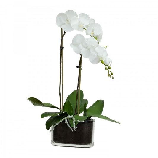 Phal Orchid 60 cm 2 Stem in Glass Vase