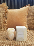 Japanese Chrysanthemum 4" Hurricane  Ivory/White