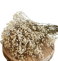 Babys Breath - Natural