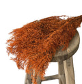 Ming Fern Orange